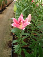 [4330 Mateo VZ No101.JPG]